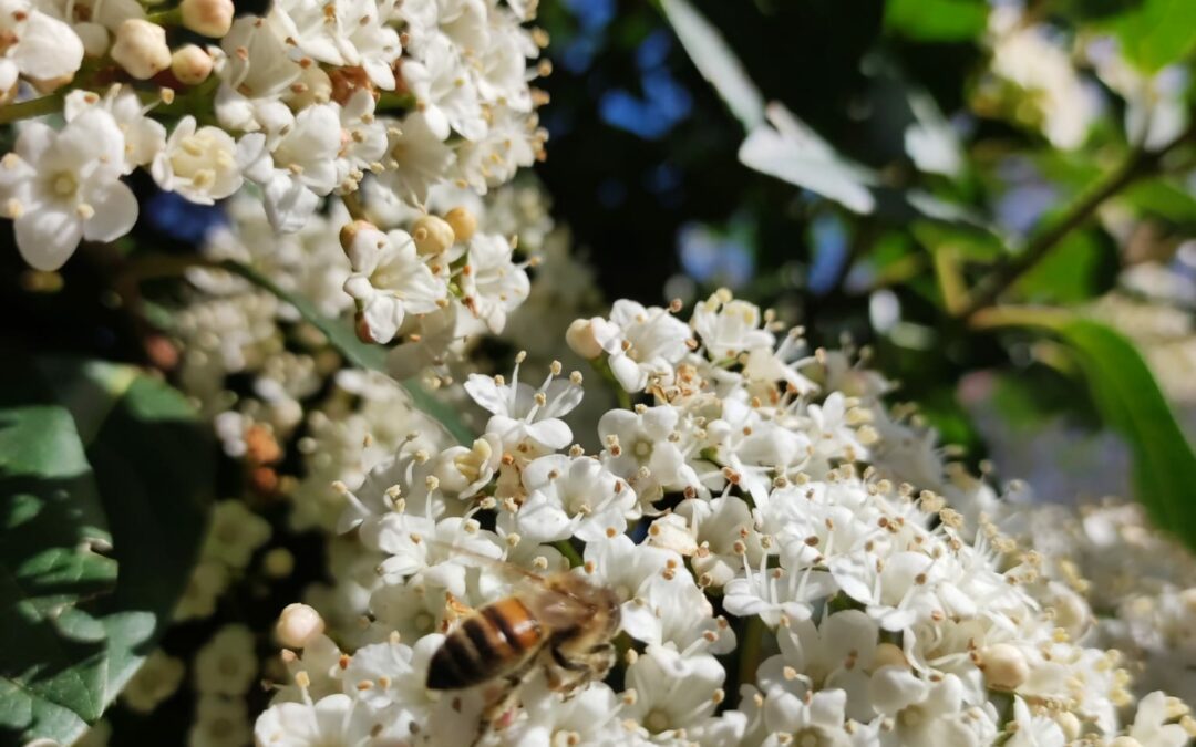 Des nouvelles du club apiculture